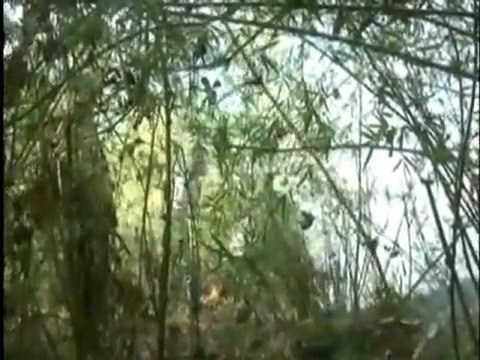 Fire breaks out in one of Kenya's biggest forests