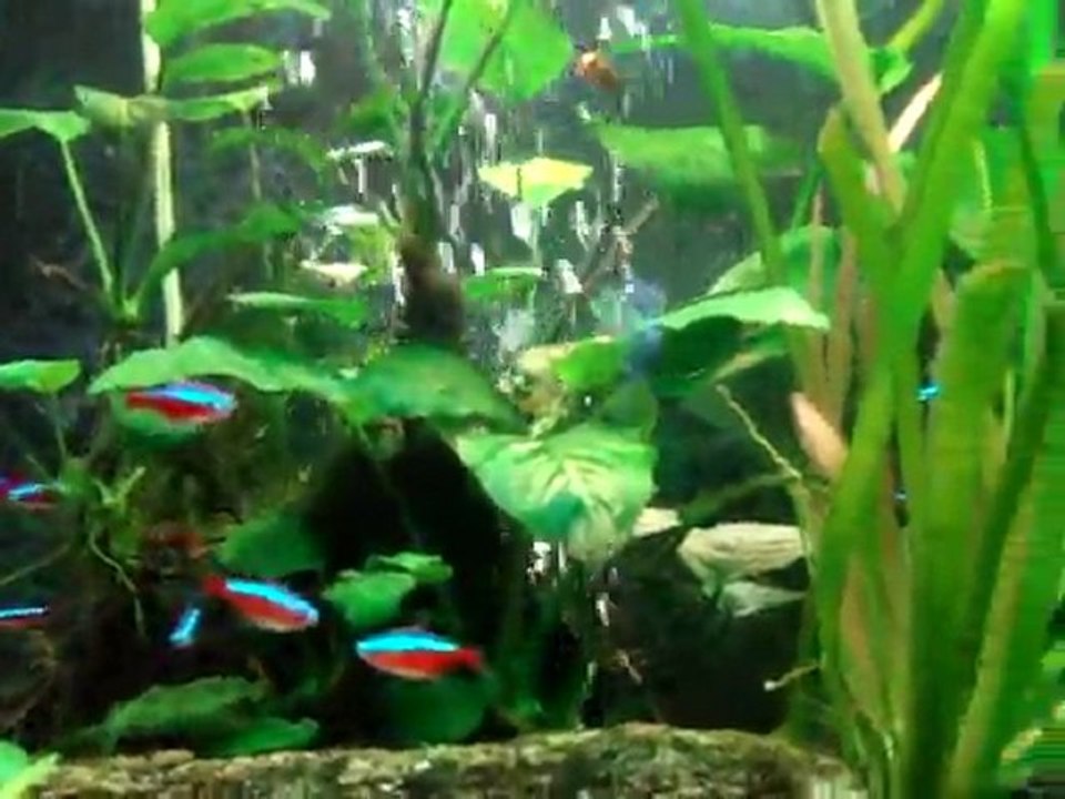 Mon autre aquarium amazonien de 180l