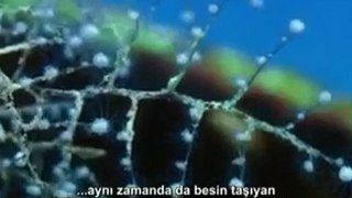 Derinlerdeki Omurgasızlar Bölüm 3 (3/4)