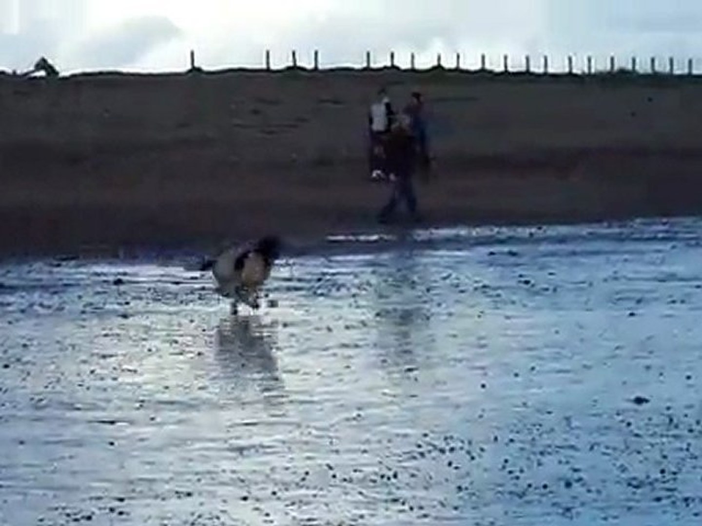 Toddie's St. Patrick's Day Swim #1