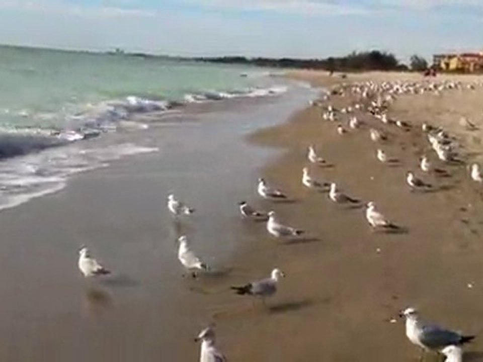 Beach - Sarasota FL - Dionne's Farewell