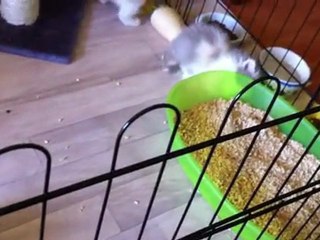 Les chatons le 14 mars 2012