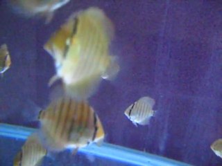 2 aylık red curl leopard yavrularım