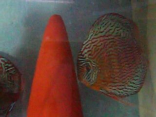 çift red curl leopardlarım.....