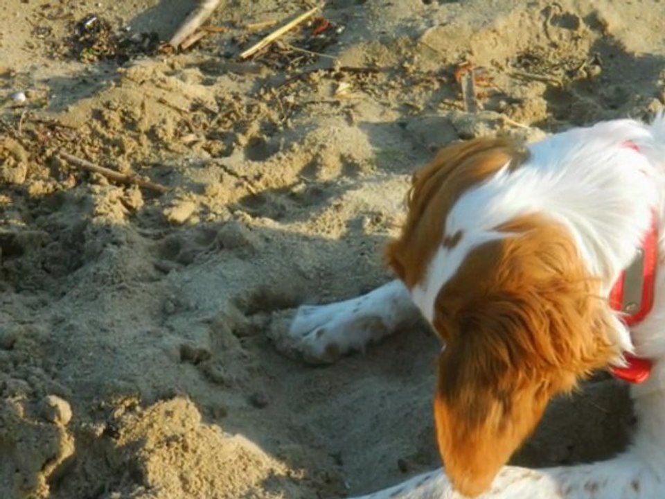 Plage 17 mars 2012