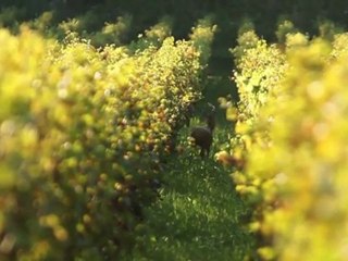 BATIC ZARIA Orange Wine Organic Bio-Dynamic farming