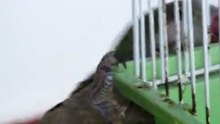 Green Parrot