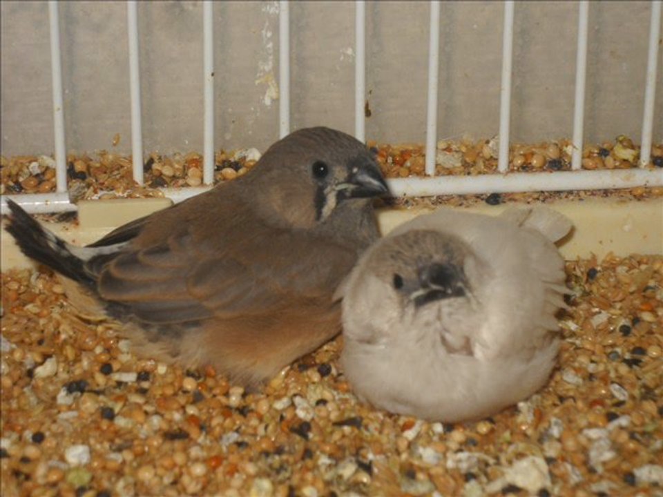 Mes Oiseaux