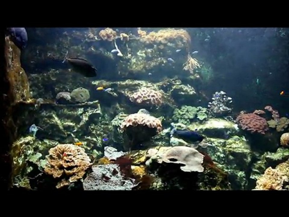 aquarium de saint malo