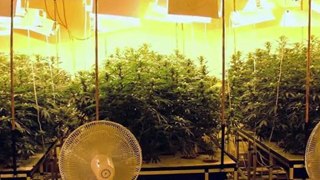 Hydroponics - Hydroponic Marijuana Growing - Hydro Weed Grow How To - 16