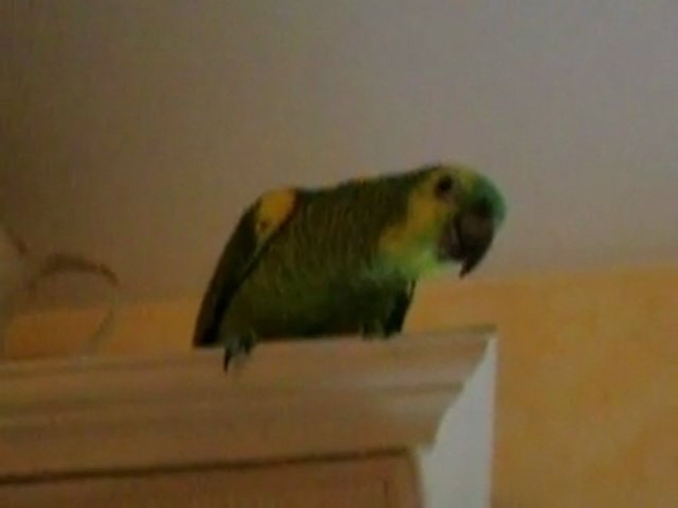 MON AMAZONE A FRONT BLEU GIBBS