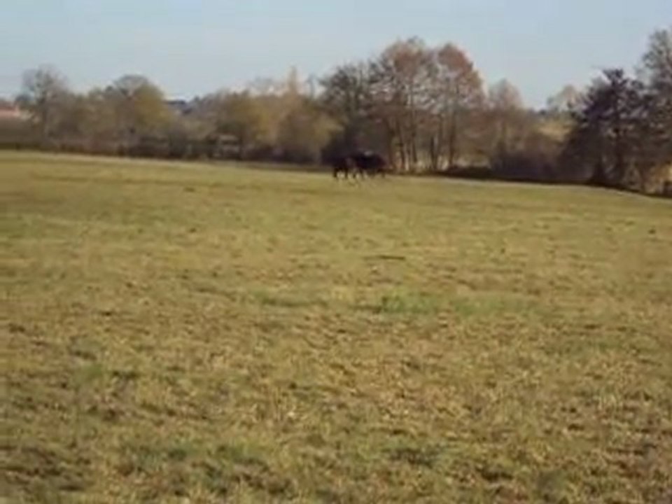 Vox de Thalie, Tf pouliche noire pangarée, à l'entrainement; Babioca de thalie Hongre Dsa par Nachwan bai; Alhea de Thalie Tf femelle par Halimède