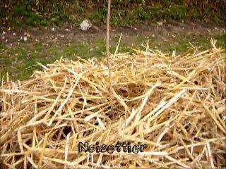 Haie - renover une longère - jardin écologique