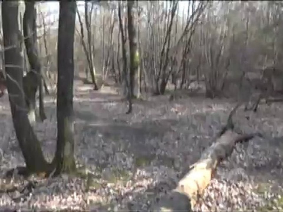 tkt saute tronc mars