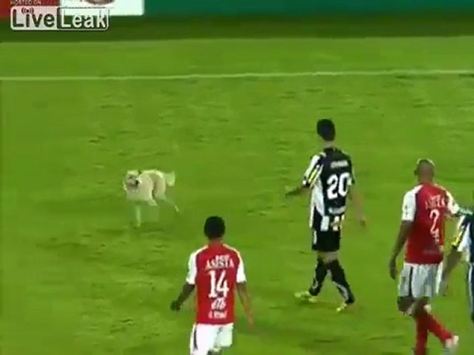 Bine ca nu s-a intamplat in China! Cum fenteaza un caine un stadion intreg. VIDEO