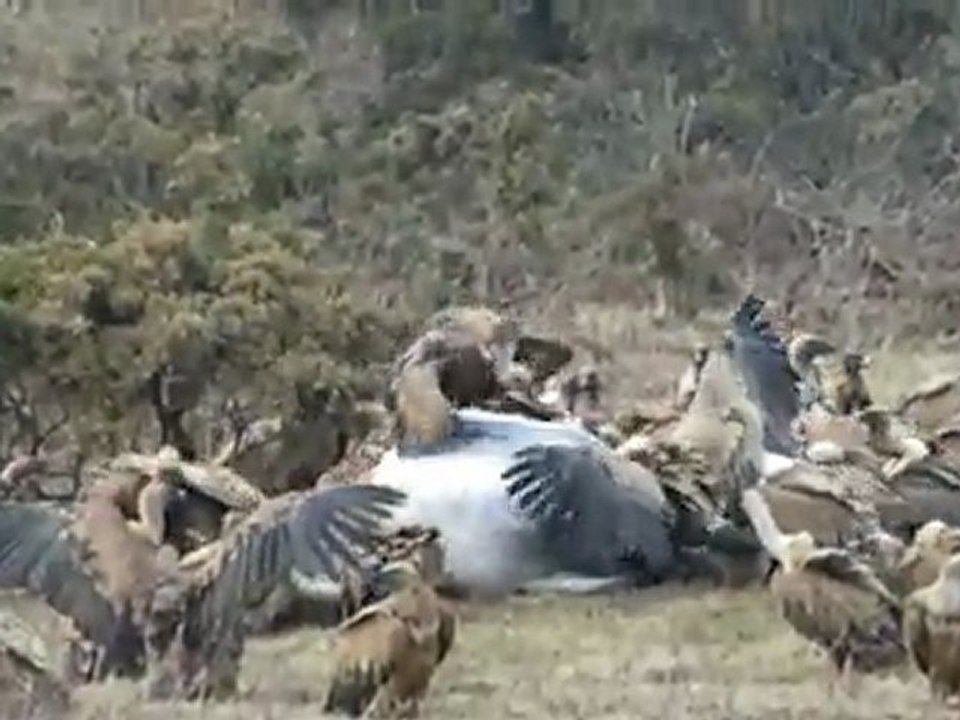 Repas de vautours au pied du Mondarrain le 12 mars 2012