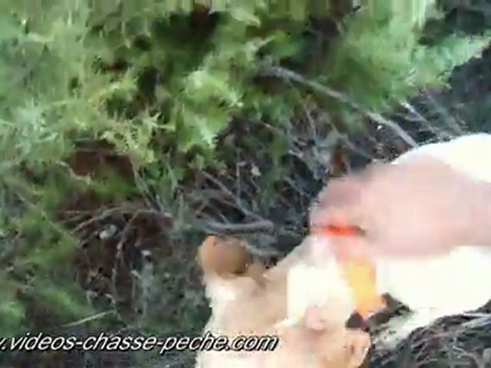 2 perdrix rouges au vol en 1 coup de fusil - Camsports Coach