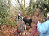 Balade canine en groupe en Gironde (près de Bordeaux)