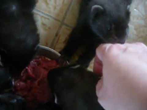 Bebe Kaïna et Kenjy 6 semaines, ces l heure du repas miam