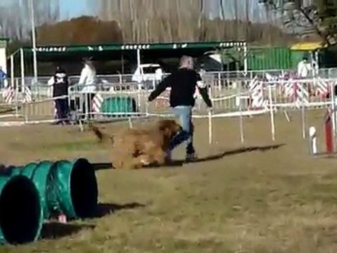 Esméralda du Val de Méouge dite Bambou à l'open d'agility de Chateauneuf les Martigues le 25 février 2012