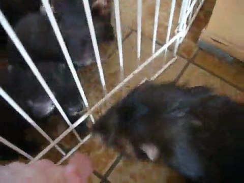 Kenjy et ses petits 6 semaines