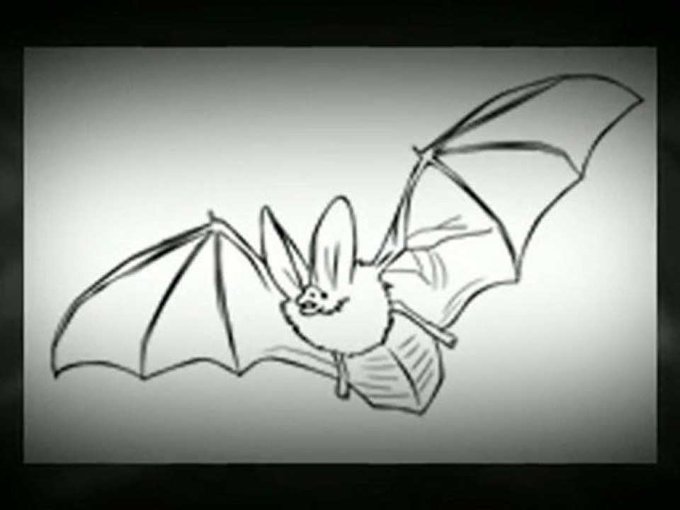 Venice FL Bat Removal and Bat Exclusion 941-485-6313