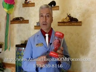 Treatment for Heartworm Disease in Dogs and Cats