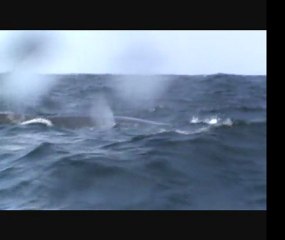 baleines dans la baie de samana