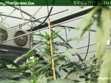 Security -  Marijuana Growing Grow Rooms - Setup, Security & Safety - 8