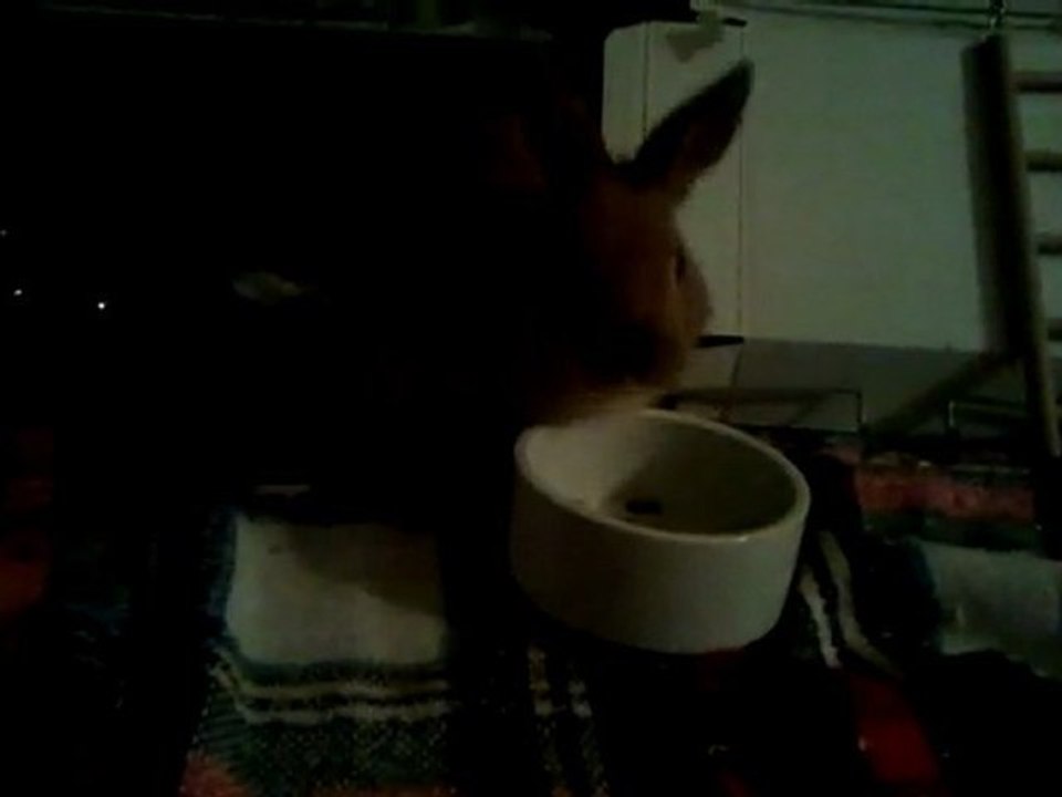 cookie et son repas