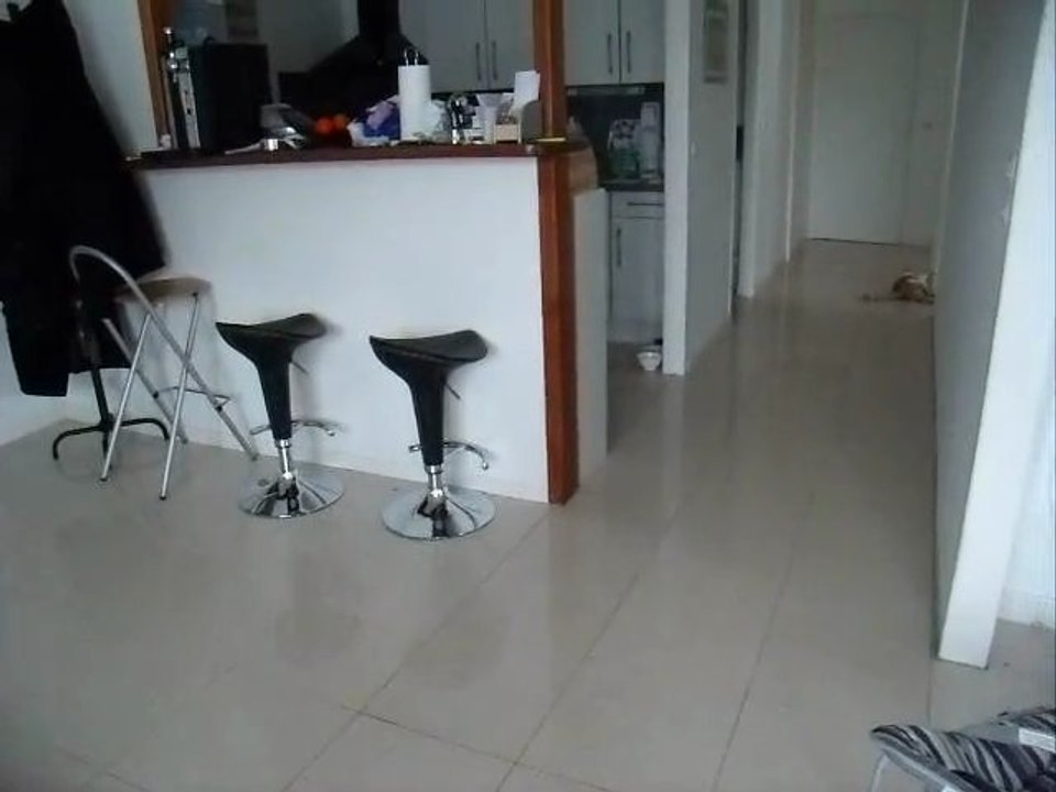 chat qui joue comme un chien