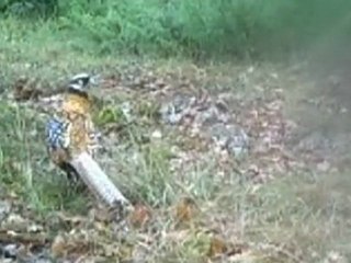 Faisan vénéré mâle - BS Planet BS 508 BF