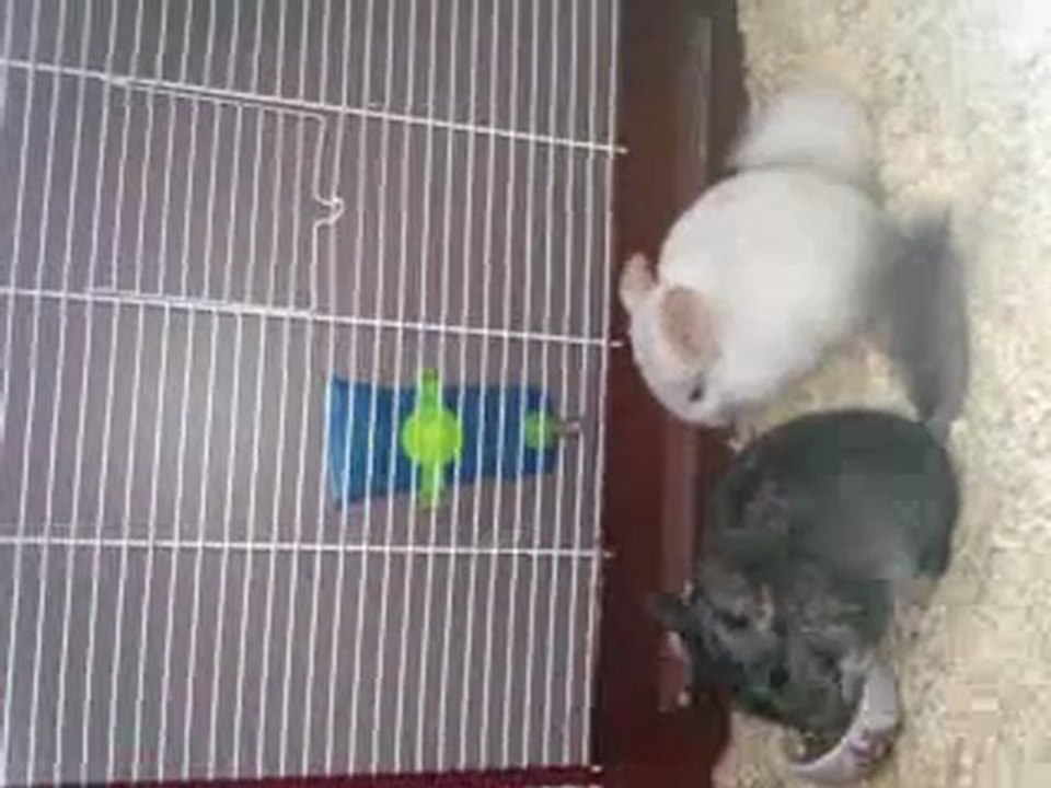 Vidéo0053