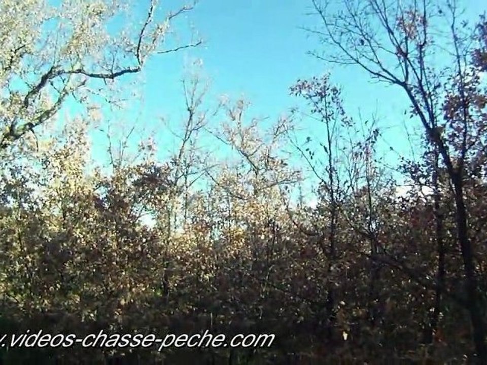 chasse à la bécasse avec pointer caméra embarquée goPro HD