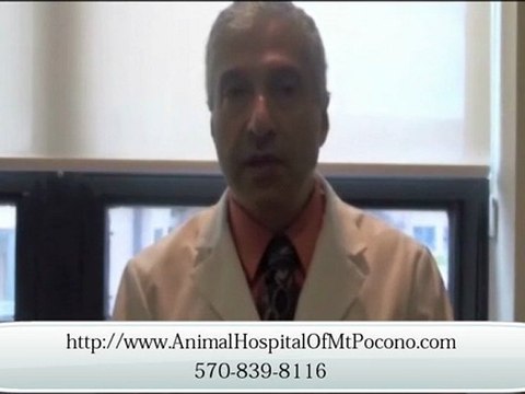 24/7 Veterinary Service in Mt. Pocono