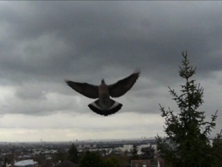 ... d' un battement d'ailes