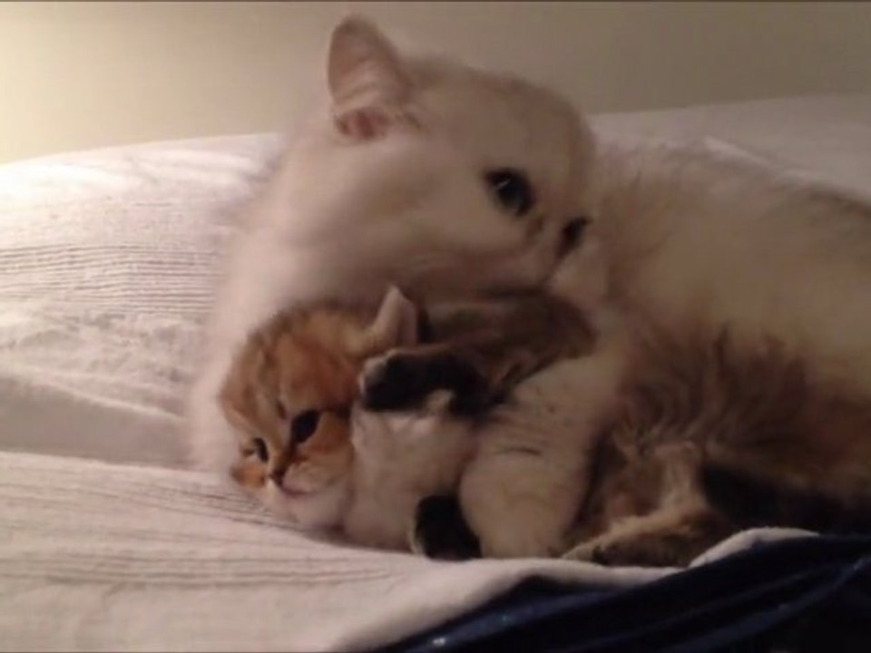 Huka de Silver Gate, Chaton mâle Persan Golden Shaded