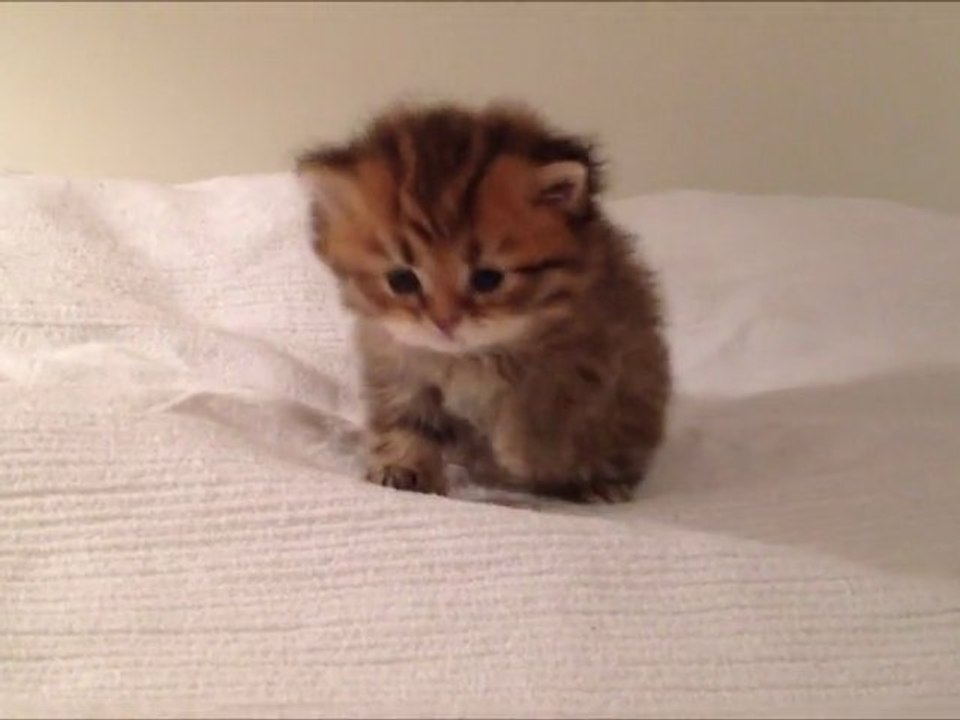 Hayki de Silver Gate, Chaton mâle Persan Golden Shaded