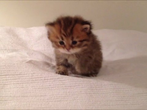 Hayki de Silver Gate, Chaton mâle Persan Golden Shaded