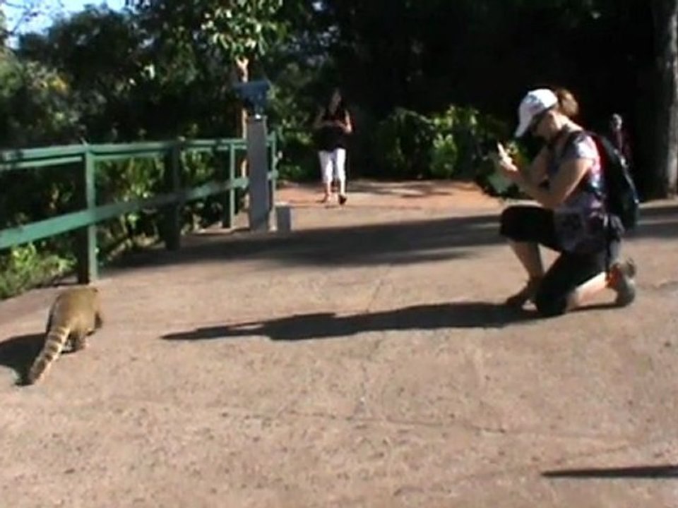 coati à Foz do Iguaçu