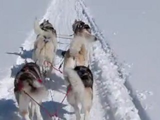 traineau à chien croc blanc aventure