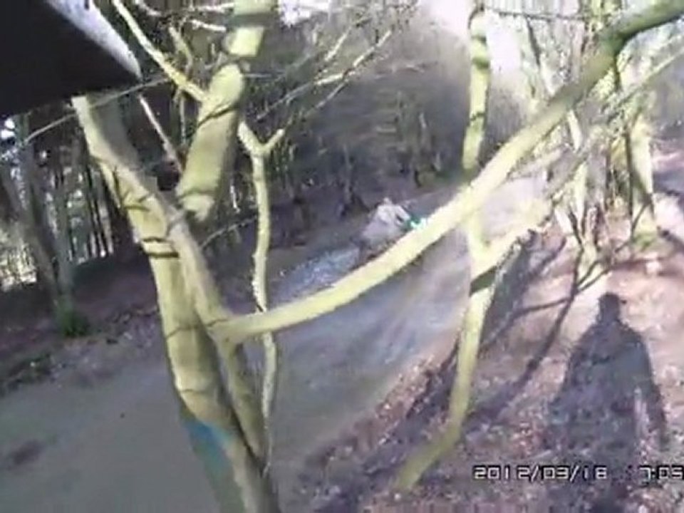 brute force 650 ET 125DTRE en foret