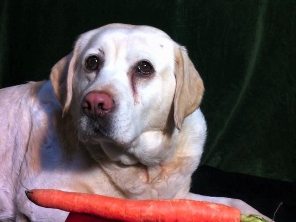 Tronches de vie. Épisode N° 7: Le Dresseur