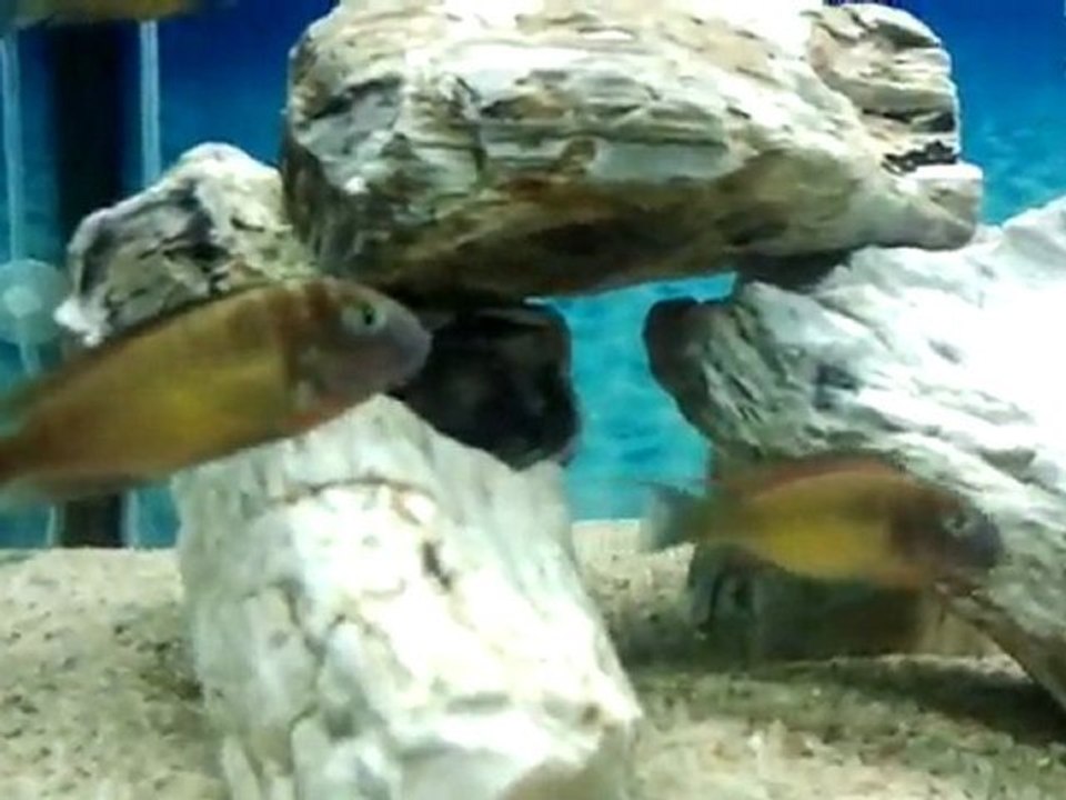 Video0001