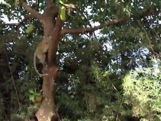 Velvet Monkey Going for Banana