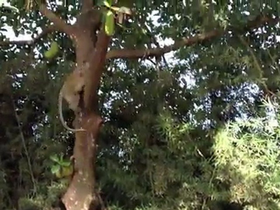 Velvet Monkey Going for Banana
