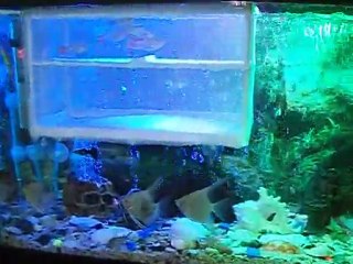 AKVARYUM VIDEO