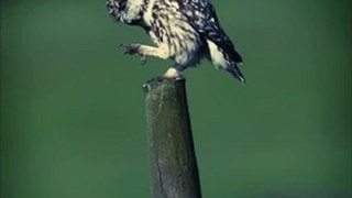 Xiij - Owl 3 [Instrumental Jazz]