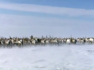 Découverte - Terres de glace : les pôles, ultimes frontières (partie 1)