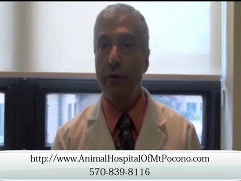 Mt. Pocono Vet for Senior Dog and Cat Health Problems